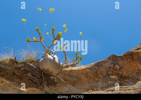 Elephants Foot plant, Pachypodium rosulatum, Isalo National Park, Central Madagascar Stock Photo