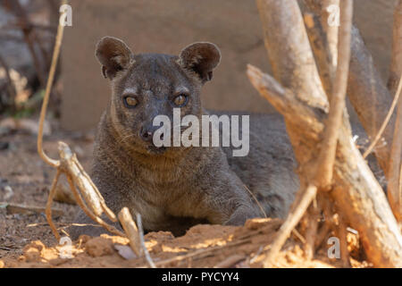 Fossa, Cryptoprocta ferox, Kirindy, Madagascar. Family  Eupleridae Stock Photo