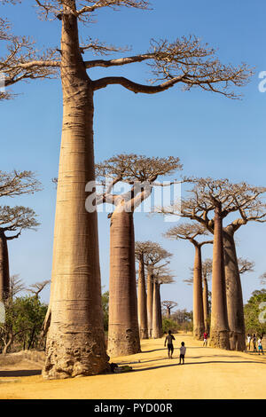 Madagascar. Grandidier's Baobab, Adansonia grandidieri, Allee des Baobabs, Morondava, Madagascar Stock Photo