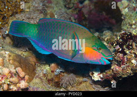 bullethead parrotfish