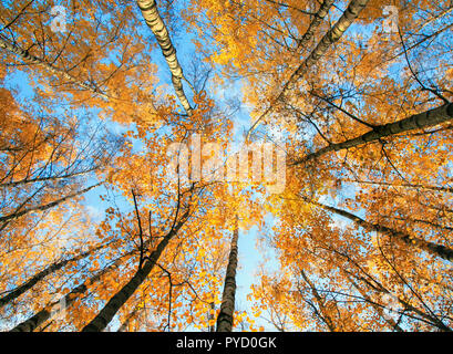 beautiful l view of the top of the top of the birch trees with Golden bright foliage against the blue sky in the autumn Park Stock Photo