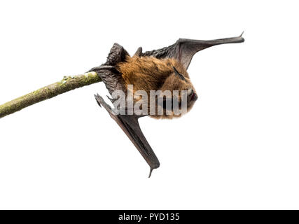 Old common bent-wing bat perched on a branch Stock Photo