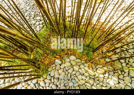 Bamboo growing in the Monte Palace Tropical Garden on Maderia - Portugal Stock Photo