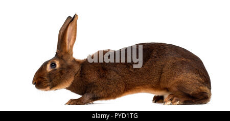 Belgian Hare in front of a white background Stock Photo