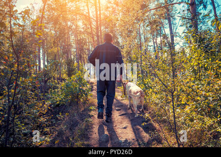 A man with Labrador retriever dog walking in the forest in autumn Stock Photo