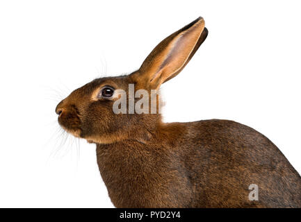 Belgian Hare in front of a white background Stock Photo