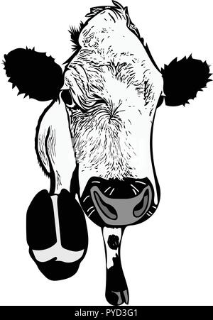 Monochrome vector of British white cow head on with pointed hoof. Stock Vector