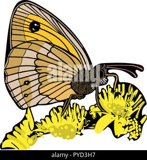 Colour vector graphic of gatekeeper butterfly nectaring on flowers. Stock Vector