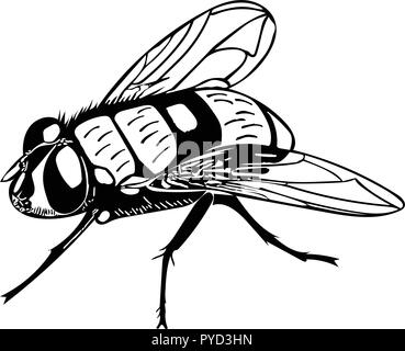 Monochrome vector of Common house fly at rest Stock Vector