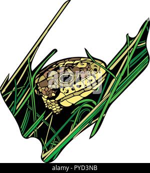 Colour vector graphic of female Sand lizard peeking out from grass revealing only its head Stock Vector