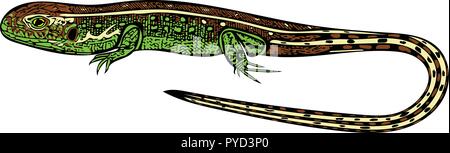 Coloured vector graphic of male Sand lizard with his vibrant mating colours side-on. Stock Vector