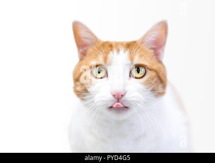 A domestic shorthair cat with orange tabby and white markings sticking its tongue out