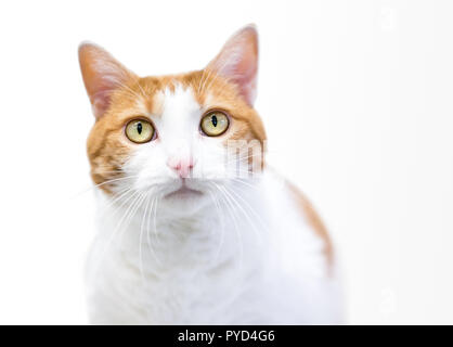 A domestic shorthair cat with orange tabby and white markings