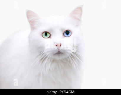 A beautiful white Turkish Angora cat with heterochromia, one green eye and one blue eye Stock Photo