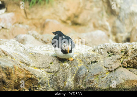 Bird Wildlife And Zoo Concept Atlantic Puffin Or Common Puffin Stock Photo Alamy