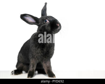 A black domesticated pet rabbit on a white background Stock Photo