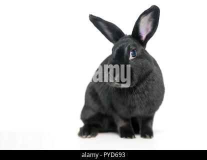 A black domesticated pet rabbit on a white background Stock Photo