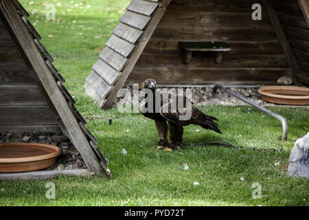 Protected eagle, detail of dangerous bird Stock Photo