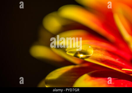 Macro of water drops on a red and yellow gerber Stock Photo