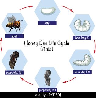 Science honey bee life cycle illustration Stock Vector Image & Art - Alamy