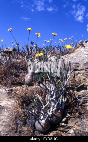 Elephant's Foot Plant (Pachypodium rosulatum), Isalo National Park, Fianarantsoa, Madagascar, Africa Stock Photo