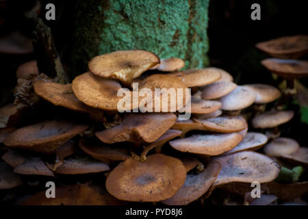 Wild mushrooms growing on a tree's bark in the forest Stock Photo