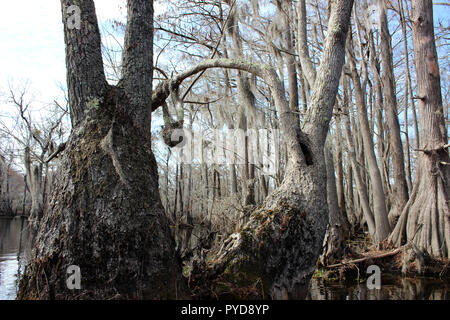 Merchants Mill Pond State Park, near Elizabeth City, North Carolina Stock Photo