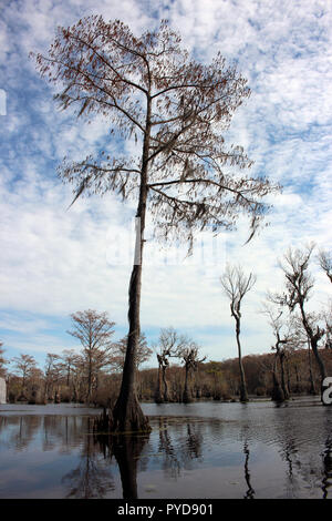 Merchants Mill Pond State Park, near Elizabeth City, North Carolina Stock Photo