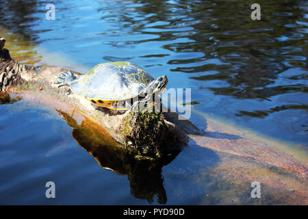 Merchants Mill Pond State Park, near Elizabeth City, North Carolina Stock Photo