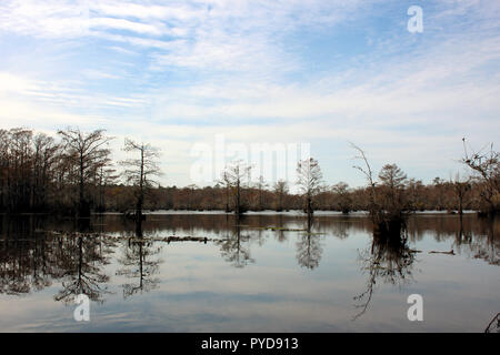 Merchants Mill Pond State Park, near Elizabeth City, North Carolina Stock Photo