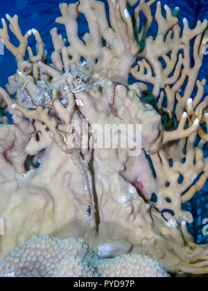 Fire coral Millepora colonial marine organism on sandy bottom of dark ...