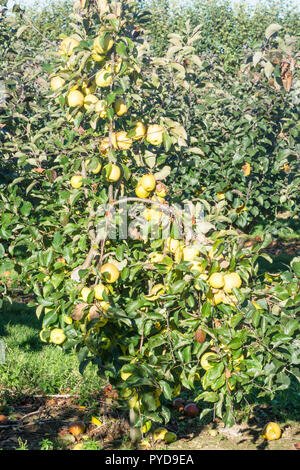 Golden Delicious apples on a tree Stock Photo