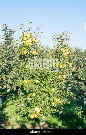 Golden Delicious apples on a tree Stock Photo