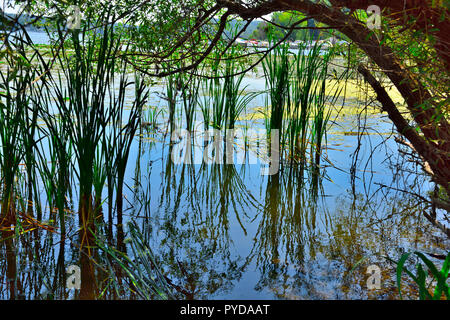 Reeds in lake with reflections in water Stock Photo
