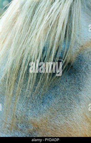 Detail of a horse head ,friendly and curious , long white hairs on the eye , Stock Photo