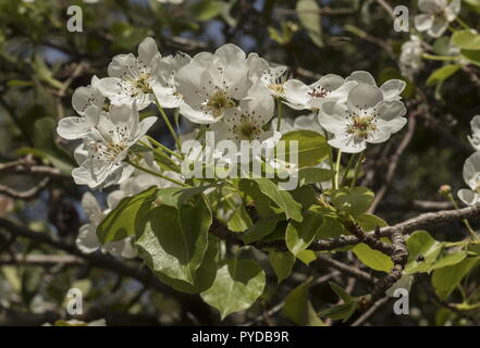 A wild pear, Pyrus spinosa, Pyrus amygdaliformis, almond-leaved pear, in flower in eaerly spring. Stock Photo