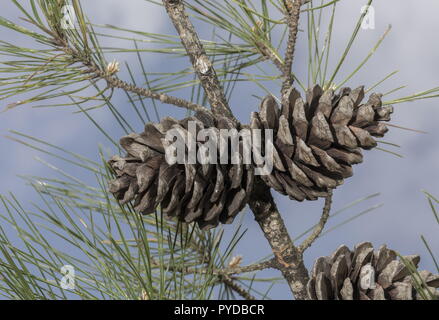Turkish Pine or Calabrian Pine, Pinus brutia; female cones on branch. Rhodes. Stock Photo