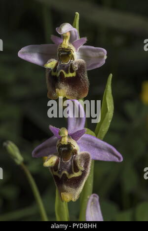 Sawfly Orchid, Ophrys tenthredinifera in cypress forest, Rhodes. Stock Photo