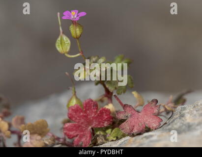 Little Robin, Geranium purpureum on limestone pavement, Rhodes. Stock Photo