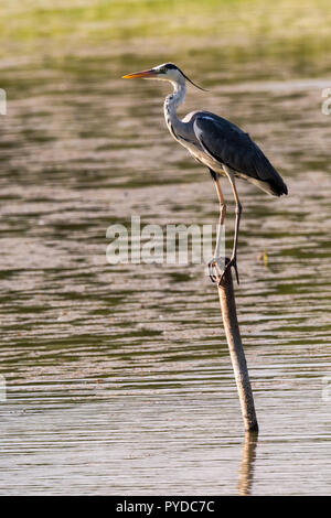 Great Blue Heron sits waiting on a pole in the water Stock Photo