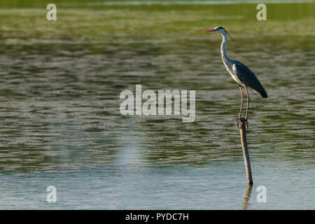 Great Blue Heron sits waiting on a pole in the water Stock Photo