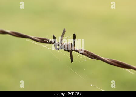 Barbed wire on field in germany agains robber of potatos or flowers crime Stock Photo