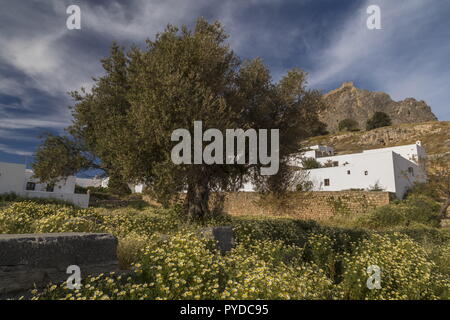 Old Olive tree among Crown Daisies at Lindos, Rhodes. Greece. Stock Photo