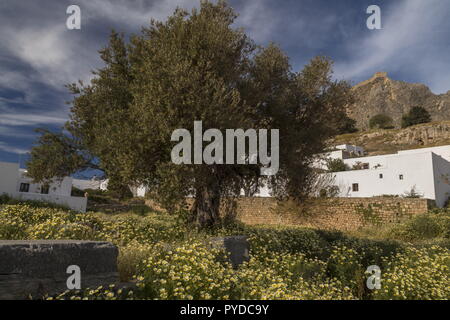 Old Olive tree among Crown Daisies at Lindos, Rhodes. Greece. Stock Photo