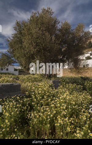 Old Olive tree among Crown Daisies at Lindos, Rhodes. Greece. Stock Photo