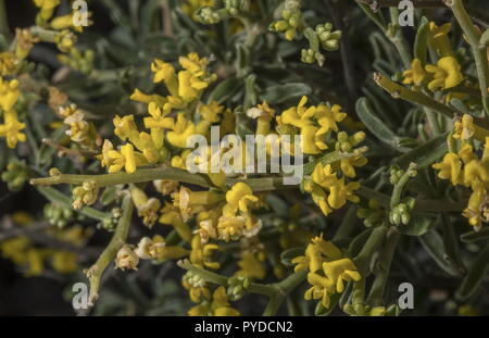 Yellow Kidney Vetch, Anthyllis hermanniae in flower on the coast of Rhodes. Stock Photo