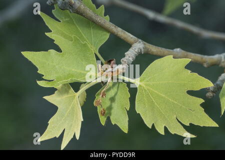 Oriental Plane, Platanus orientalis in fruit. Rhodes, Greece. Stock Photo