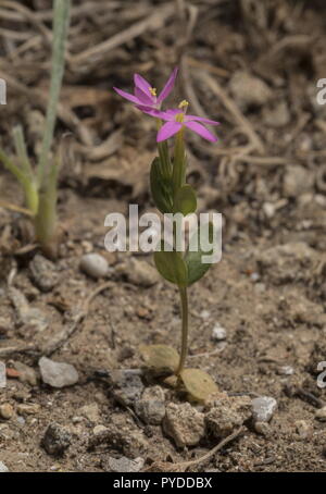 Lesser Centaury, Centaurium pulchellum in flower in open coastal land. Stock Photo