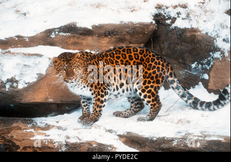 Amur Leopard, Big Cats, Asia, Captive Stock Photo