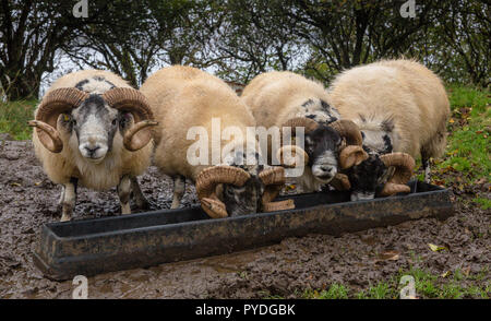 Four Scottish Blackface rams feeding on Croftland from a metal trough on the Isle of Mull, Inner Hebrides, Scotland.All 4 rams have large curly horns Stock Photo